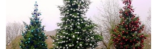 Quand le sapin de Noel se met en fête... c'est à Saulieu que ça se passe !